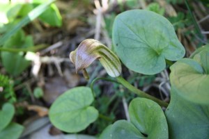 Arisarum vulgare (1200 x 800)